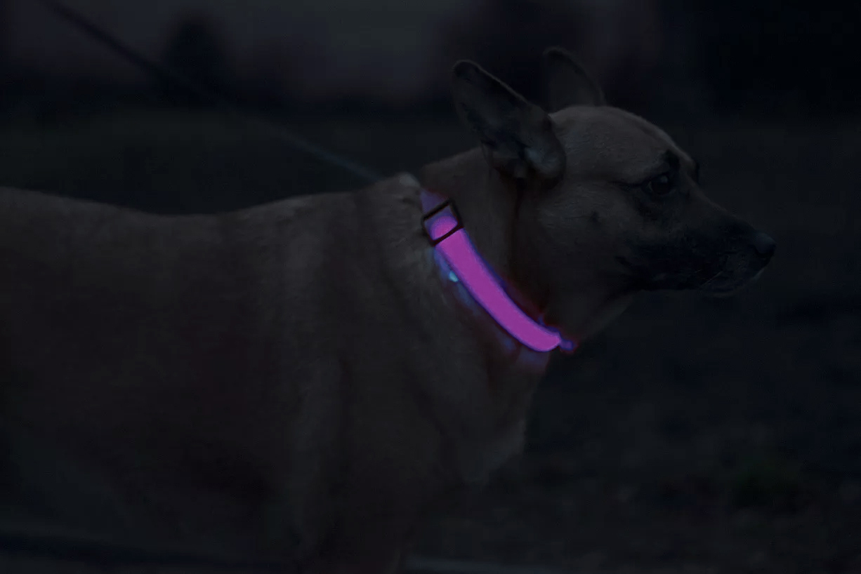 Obojok pre psa LED nastaviteľný