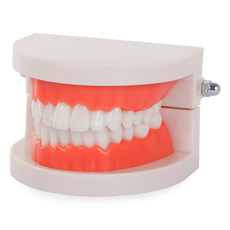 Model chrupu človeka - 28 zubov