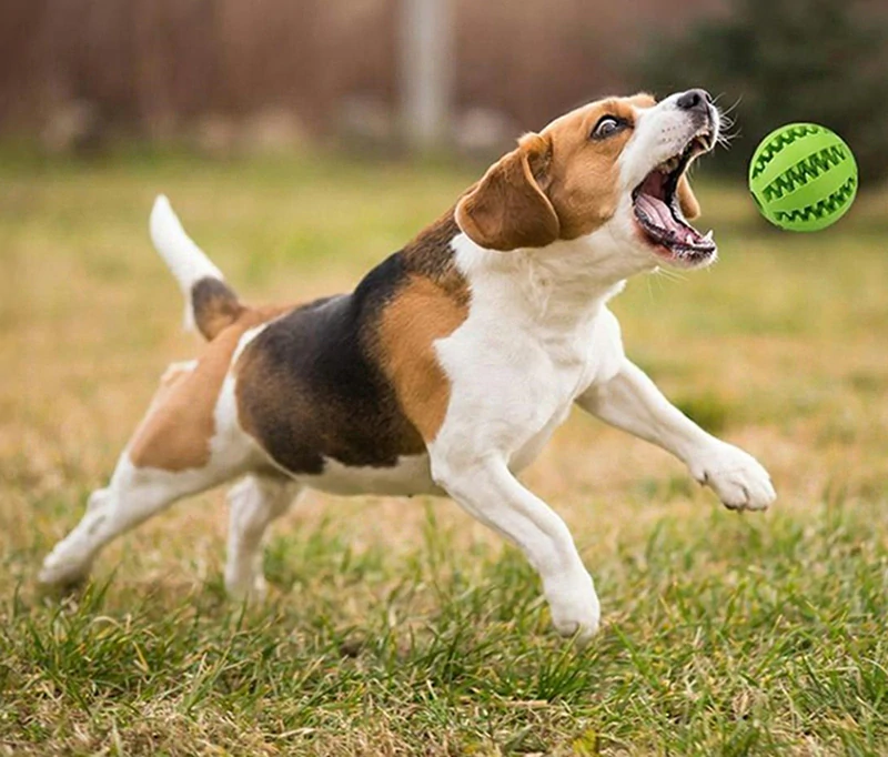 Interaktívna hračka pre psa s pamĺskami