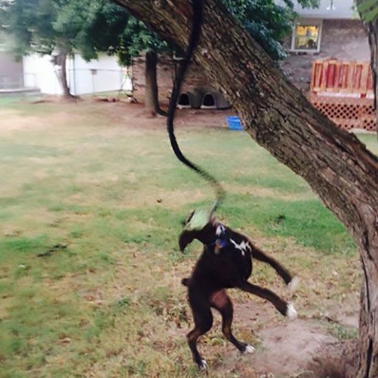 Hračka pre psa Puppy Pull exteriérová