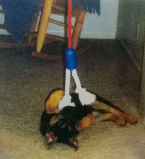 Hračka pre psa Puppy Pull interiérová