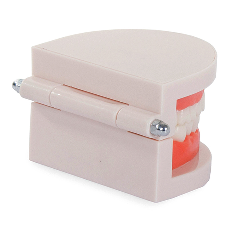 Model chrupu človeka - 28 zubov