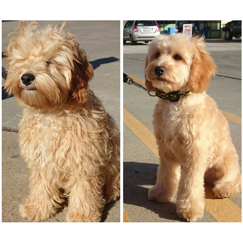 Strojček na strihanie psov a zvierat P60