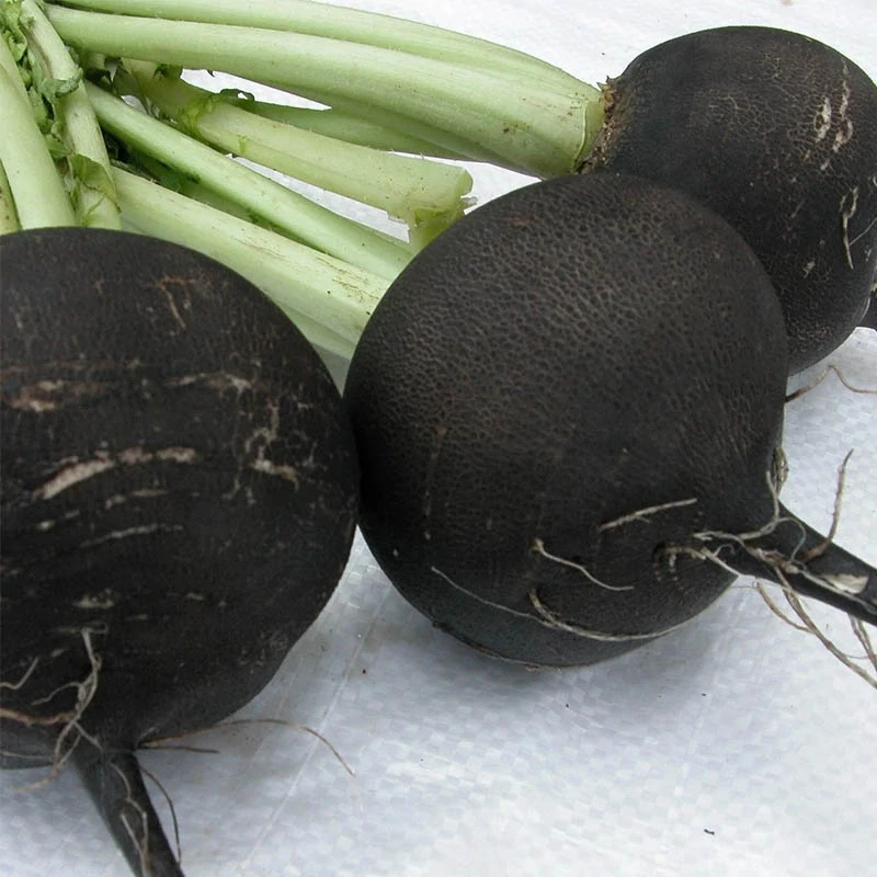 Redkvička čierna guľatá "Raphanus sativus niger" - 5g