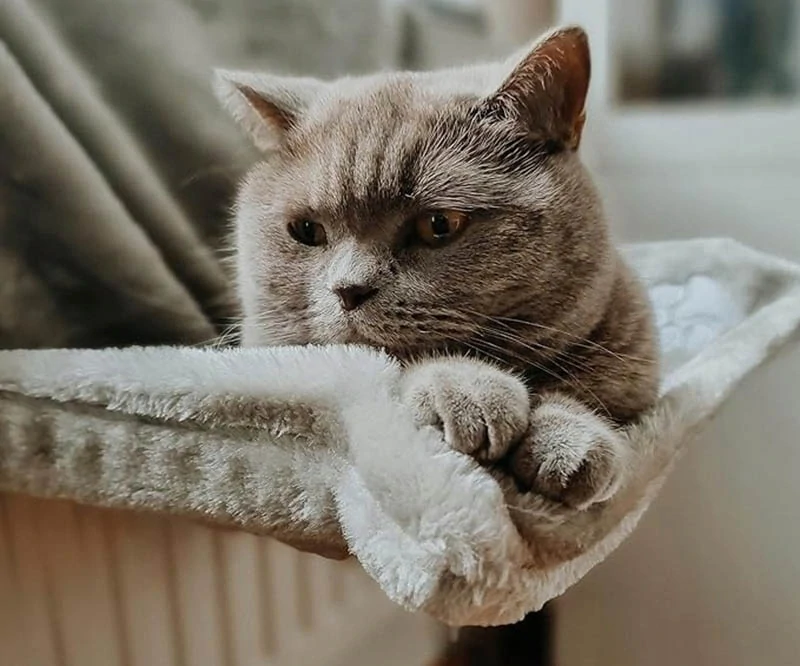 Lôžko pre mačku na radiátor