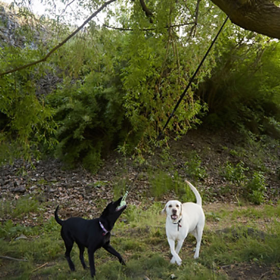 Hračka pre psa Puppy Pull exteriérová