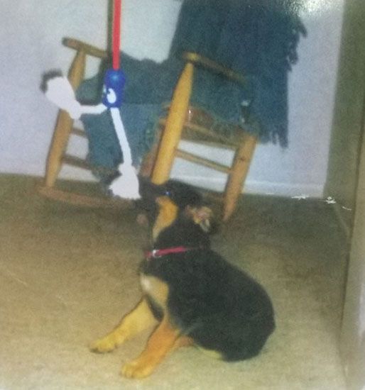 Hračka pre psa Puppy Pull interiérová