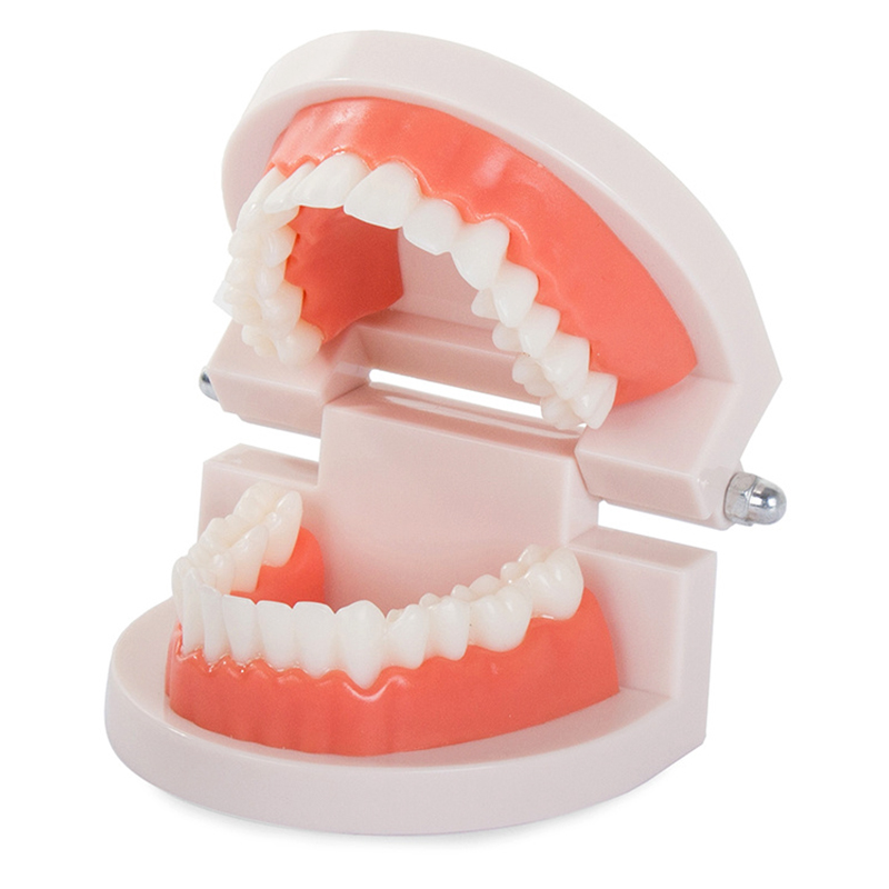 Model chrupu človeka - 28 zubov