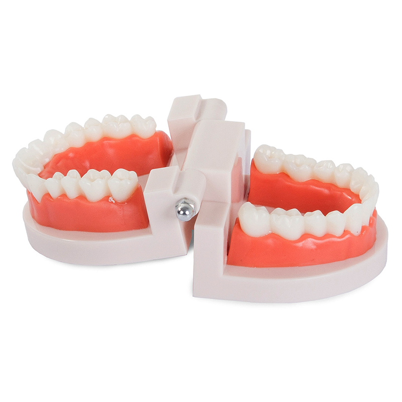 Model chrupu človeka - 28 zubov