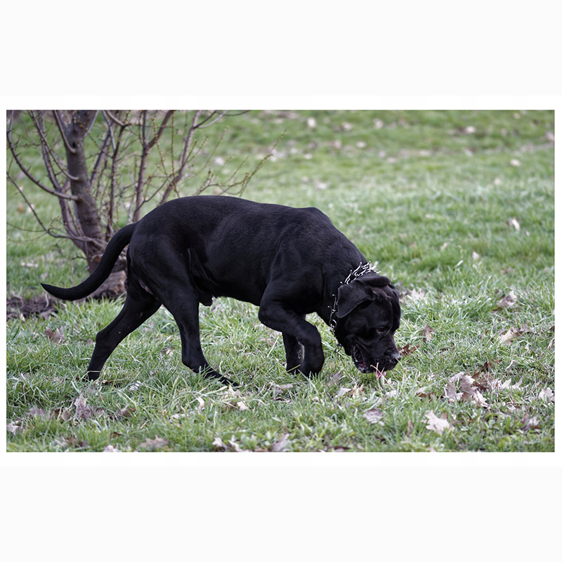 Tréningový obojok pre psa s nastaviteľnými článkami 45 cm