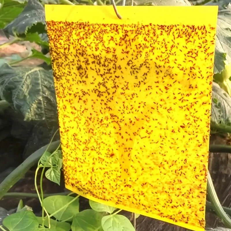 Lepiace pásky na hmyz 20ks