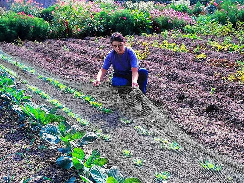 Ochranná sieť proti vtákom 4x10 metrov zelená