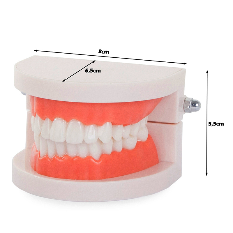 Model chrupu človeka - 28 zubov