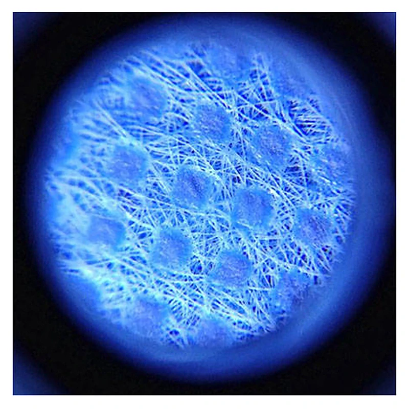 Mikroskop vreckový 60x + 2 LED UV 