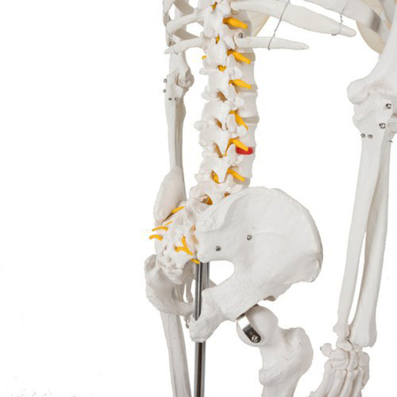 Model ľudskej kostry 170cm