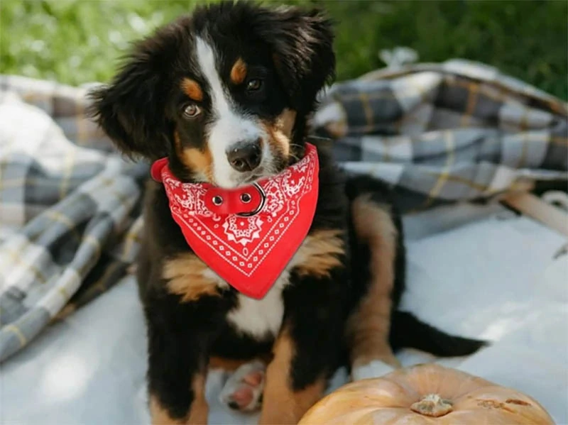 Obojok pre psa, mačku so šatkou 35-44cm