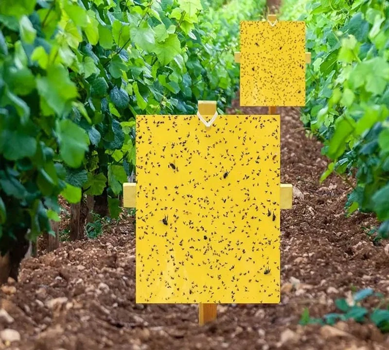 Lepiace pásky na hmyz 20ks