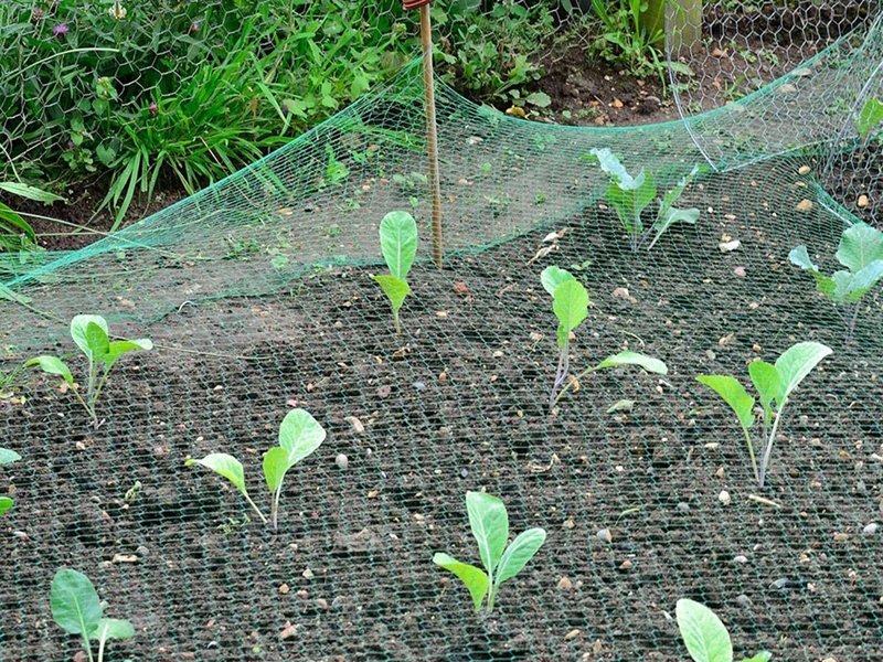 Ochranná sieť proti vtákom 4x10 metrov zelená