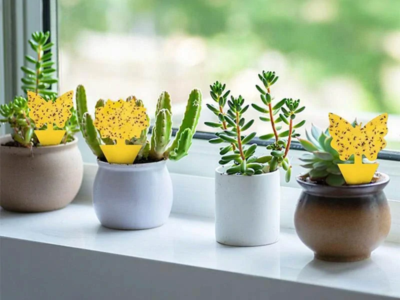 Lepiace pasce na hmyz – 12 ks