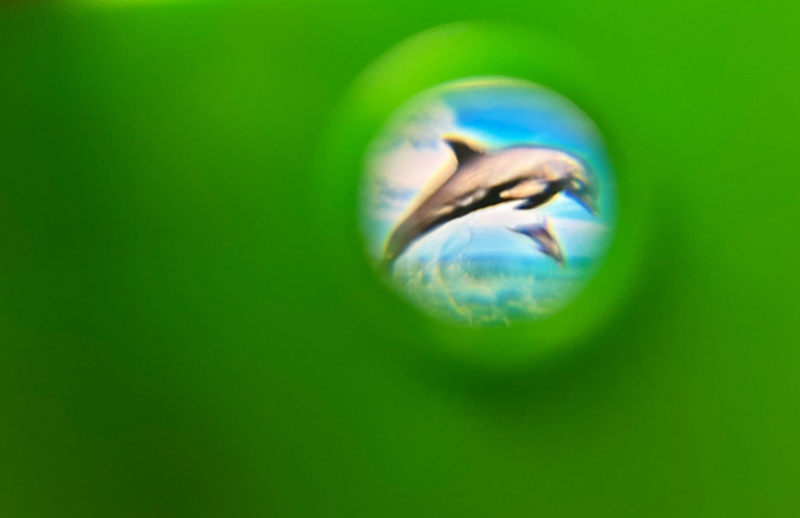 Detský fotoaparát Striedajúce sa zvieratká