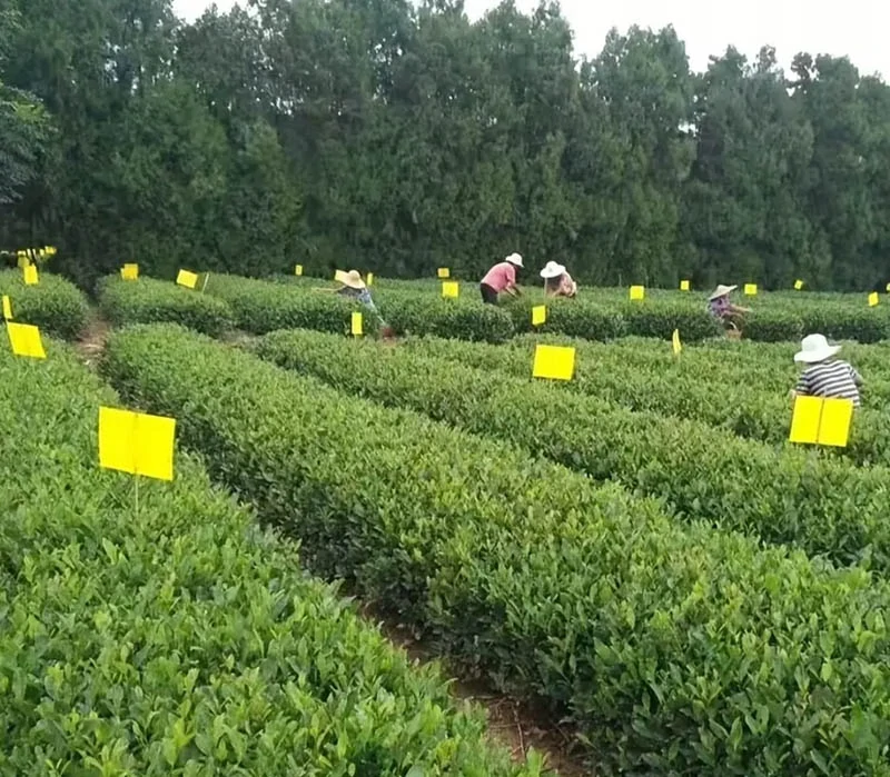 Lepiace pásky na hmyz 20ks