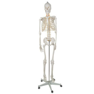 Model ľudskej kostry 170cm