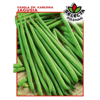 Fazuľa kríčková: "Jagusia" - 30g