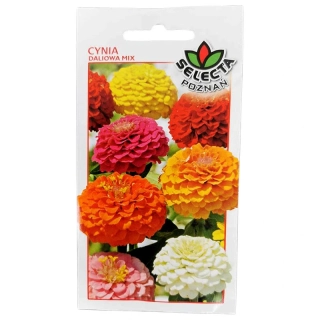 Cínia Dahlia Scarlet: Zinnia elegans - 1g