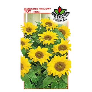 Slnečnica okrasná trpasličia: Helianthus Annuus - 0,7g