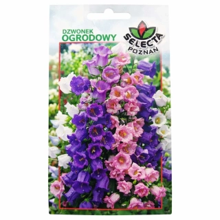 Zvonček záhradný (Campanula medium) - 1 g