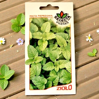 Mäta pieporná – semienka Mentha piperita 0,2g
