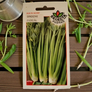 Zeler vňaťový Groene Pascal – semienka Apium graveolens 0,5g