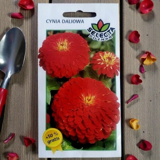 Cínia dalíová Scarlet – semienka Zinnia elegans 1g
