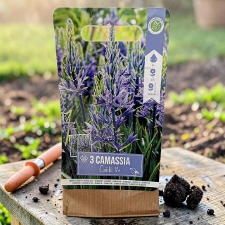 Cibuľky kamasie (Camassia cusickii) – 3 ks